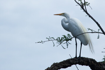 White Heron out in nature