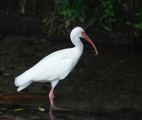 Egret in water