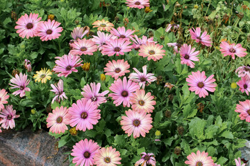 Rosa Blüten des Kapkörbchens, Osteospernum ecklonis