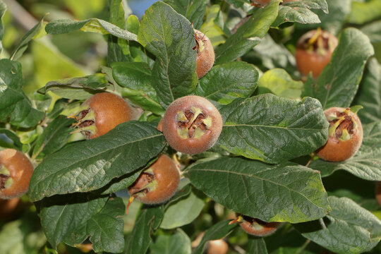 Fr&uuml;chte der Echten Mispel, Mespilus germanica