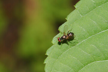 Schwingfliege, Nemopoda nitidula 