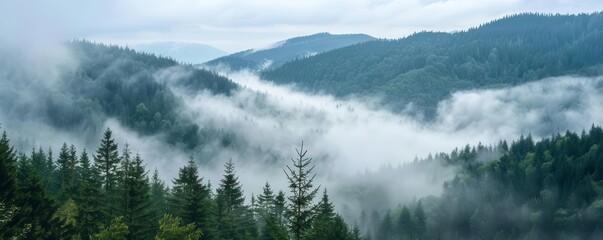 Foggy morning