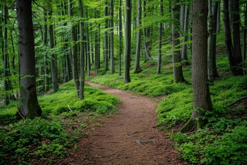 Obraz premium Forest trail