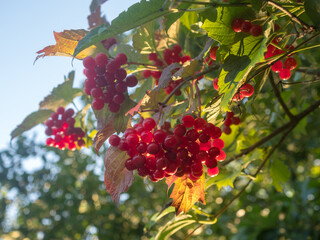 Obraz premium bunches of viburnum with red berries in early autumn