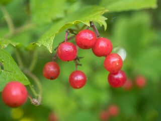 red viburnum berries closeup in early autumn