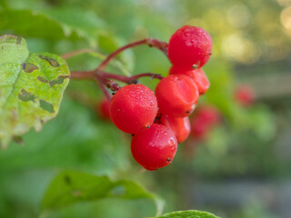 red viburnum berries close up