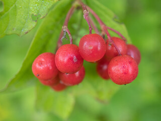 viburnum berries closeup