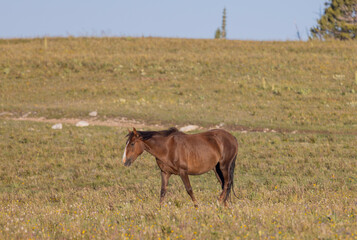 Beautiful Wild Horse in the Pryor Mountains Montana in Summer