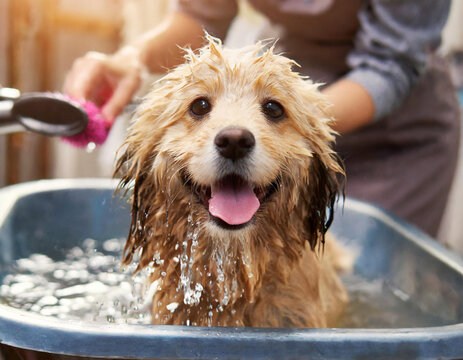 Psi salon pielęgnacja kąpiel