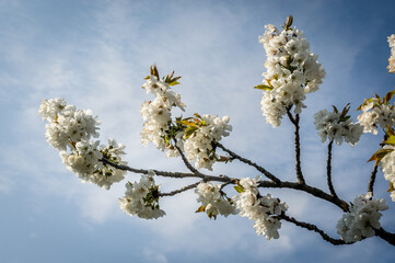 branche de cerisier en fleur
