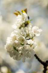 Cerisier en fleur