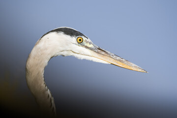 Portrait de héron cendré