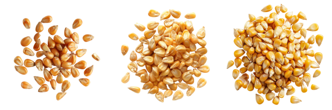 A handful of corn kernels on a transparent background