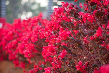 flowers in the park