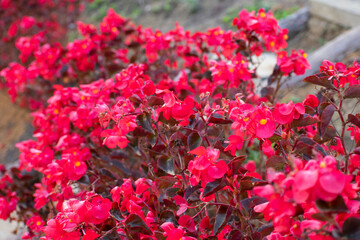flowers in the park