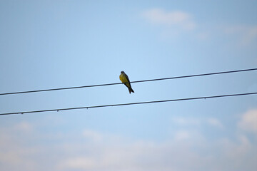 bird on a wire