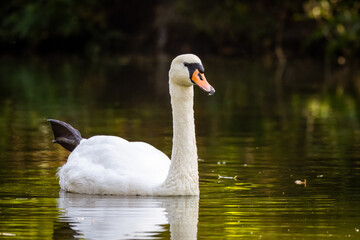 An adult mute swan swims in water with a reflection toward the camera lens.