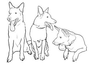 Dog Trio