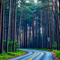 Fototapeta premium road in the woods