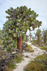 Giant opuntia (Opuntia galapageia) on Santa Cruz Island, Galapagos National Park, Ecuador.