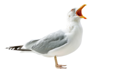 The seagull opened its mouth wide, sticking out its tongue isolated on transparent background. Blank for meme, artwork