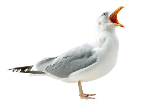 The seagull opened its mouth wide, sticking out its tongue isolated on transparent background. Blank for meme, artwork