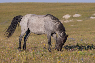 Beautiful Wild Horse in the Pryor Mountains Montana in Summer