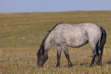 Beautiful Wild Horse in the Pryor Mountains Montana in Summer