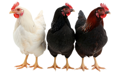 Three chicken isolated on transparent background