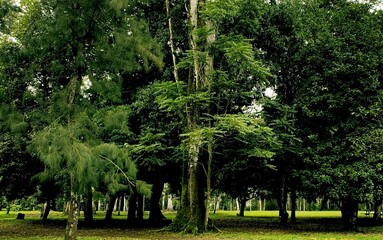 trees in the park