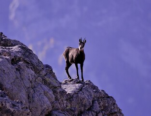 Fototapeta premium Photographie de chamois dans leur milieu naturel
