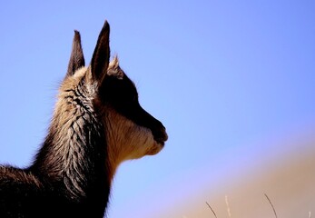 Photographie de chamois dans leur milieu naturel