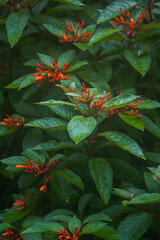 Fototapeta premium Photo of Hamelia patens is a large evergreen perennial shrub or small tree in the family Rubiaceae