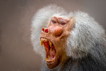 portrait of a male baboon with open mouthg