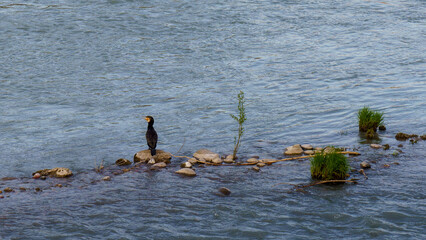 A cormorant resting by the river