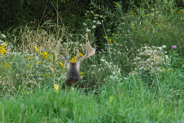 Whitetail Deer