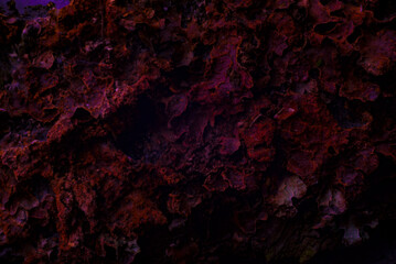 macro photography bark texture close-up abstraction