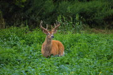 Whitetail Deer