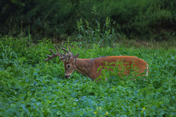 Whitetail Deer