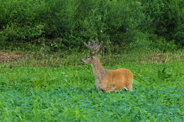 Whitetail Deer
