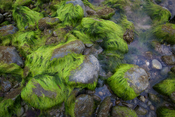 Green rope seaweed attached to pebbles and rocks on the seashore at Criccieth Beach in North Wales UK
