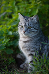 gray tabby forest cat in natural habitat in green grass