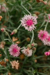 Pink wildflowers in bloom with soft-focus green background.