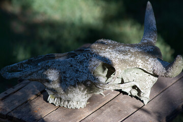 petrified cow skull close-up. Dead still life
