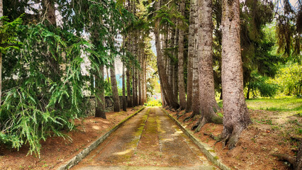 forest path among pine trees