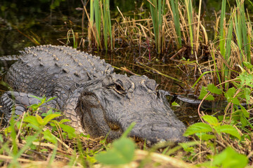 alligator in the swamp