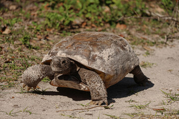 Gopher Turtle Walk