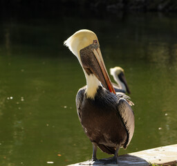 pelican on the shore