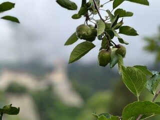 green apples on a tree