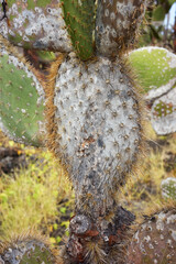 Close up photo of Giant opuntia (Opuntia galapageia) on Santa Cruz Island, selective focus, Ecuador.